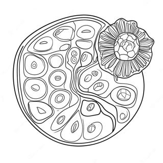 Pagina Para Colorear De Diagrama De Celula Vegetal 10817-8868