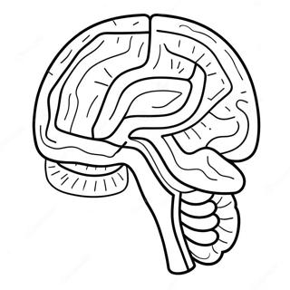 Pagina Para Colorear De Anatomia Del Cerebro Colorido 11718-9598