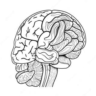 Pagina Para Colorear De Anatomia Del Cerebro Colorido 11718-9599