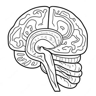 Pagina Para Colorear De Anatomia Del Cerebro Colorido 11718-9600