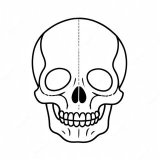 Pagina Para Colorear De Diagrama De Calavera En Blanco 23153-21258