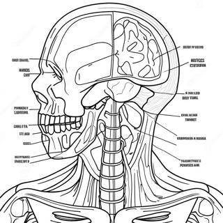 Páginas De Trabajo De Anatomía Y Fisiología Páginas Para Colorear