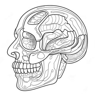 Pagina Para Colorear De Anatomia Y Fisiologia 37505-31231