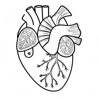 Pagina Para Colorear De Anatomia Del Corazon 3950-3196