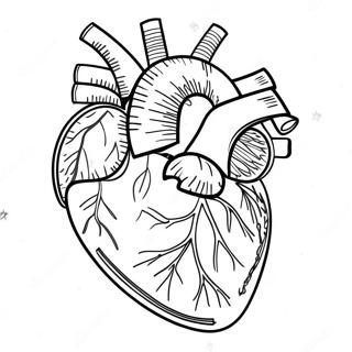 Pagina Para Colorear De La Anatomia Detallada Del Corazon 3951-3197