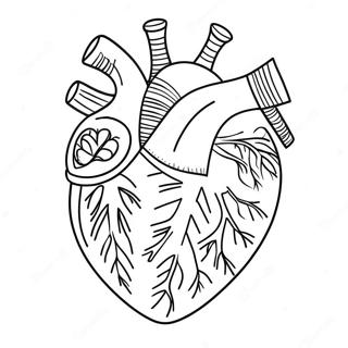 Pagina Para Colorear De La Anatomia Detallada Del Corazon 3951-3200