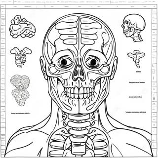 Anatomía Humana Páginas Para Colorear