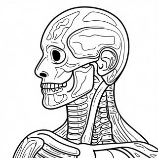 Pagina Para Colorear De Anatomia Humana 41399-34354