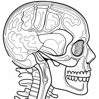 Pagina Para Colorear De Anatomia Humana 41399-34355