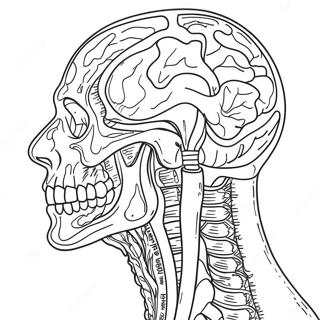 Pagina Para Colorear De Anatomia Humana 41399-34356