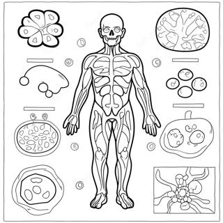 Pagina Para Colorear Del Diagrama Del Sistema Inmunologico 46263-38531