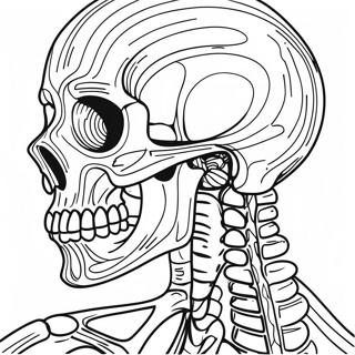 Pagina Para Colorear De Anatomia Esqueletica Detallada 50765-42294