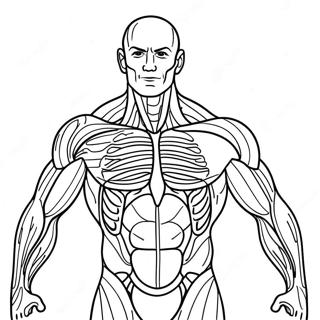 Pagina Para Colorear De La Anatomia Muscular 50964-42455