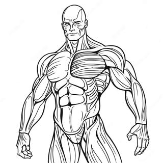 Pagina Para Colorear De La Anatomia Muscular 50964-42456