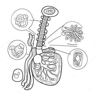 Pagina Para Colorear Del Diagrama Del Sistema Digestivo 53638-44554