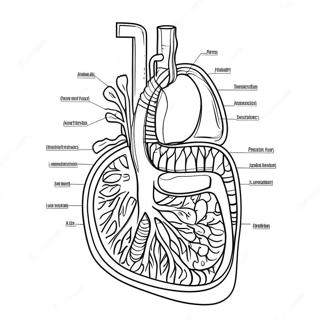 Pagina Para Colorear Del Diagrama Del Sistema Digestivo 53638-44556