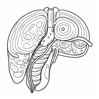 Pagina Para Colorear Del Diagrama Del Sistema Digestivo 53638-44709