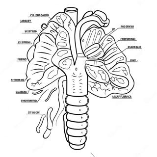 Pagina Para Colorear Del Diagrama Del Sistema Digestivo 53638-44710