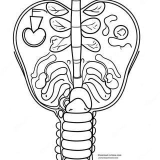 Pagina Para Colorear Del Diagrama Del Sistema Digestivo 53638-44711