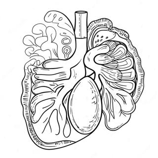 Pagina Para Colorear De Organos Digestivos Coloridos 53639-44550