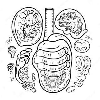 Pagina Para Colorear De Organos Digestivos Coloridos 53639-44551