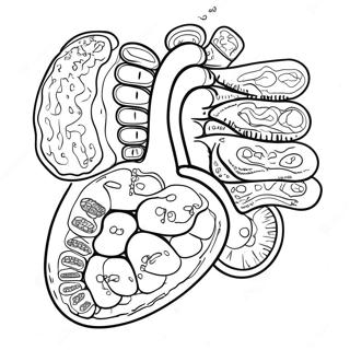 Pagina Para Colorear De Organos Digestivos Coloridos 53639-44714