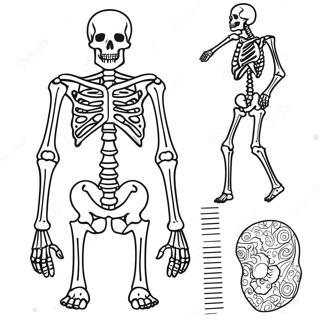 Pagina Para Colorear De Anatomia Del Esqueleto Interactivo 67953-56047