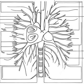 Pagina Para Colorear Del Diagrama Del Sistema Circulatorio 73324-60542