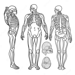 Pagina Para Colorear De Anatomia 981-782