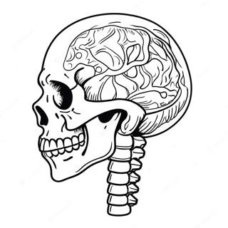 Pagina Para Colorear De Anatomia Del Esqueleto Humano 982-787